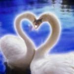 pic for Love Swans